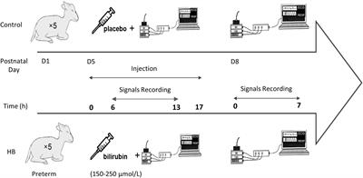 Influence of Moderate Hyperbilirubinemia on Cardiorespiratory Control in Preterm Lambs